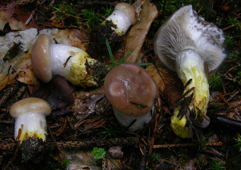 Ordine Boletales,facili Gomphidiaceae.